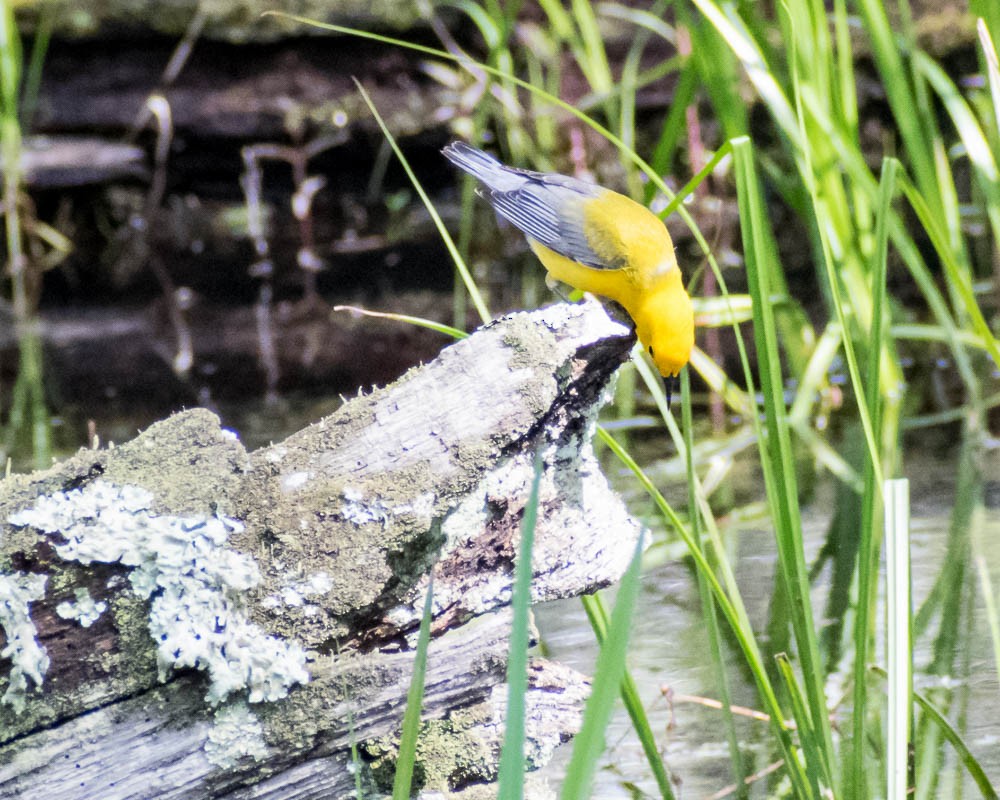 Prothonotary Warbler - ML619183183