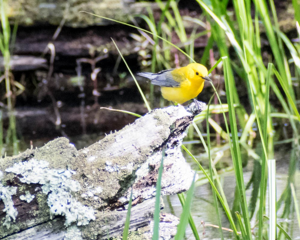 Prothonotary Warbler - ML619183184