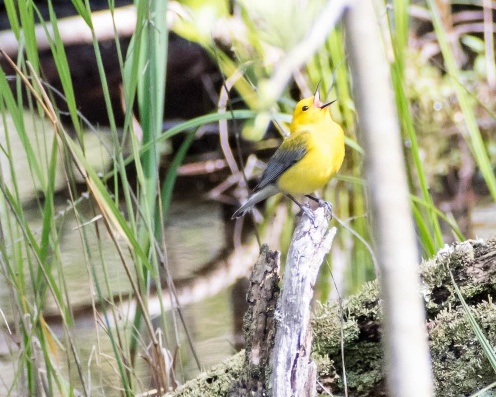 Prothonotary Warbler - ML619183186