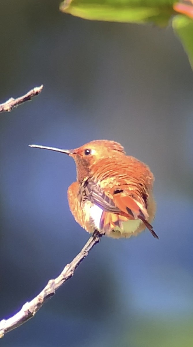 Rufous Hummingbird - ML619183248