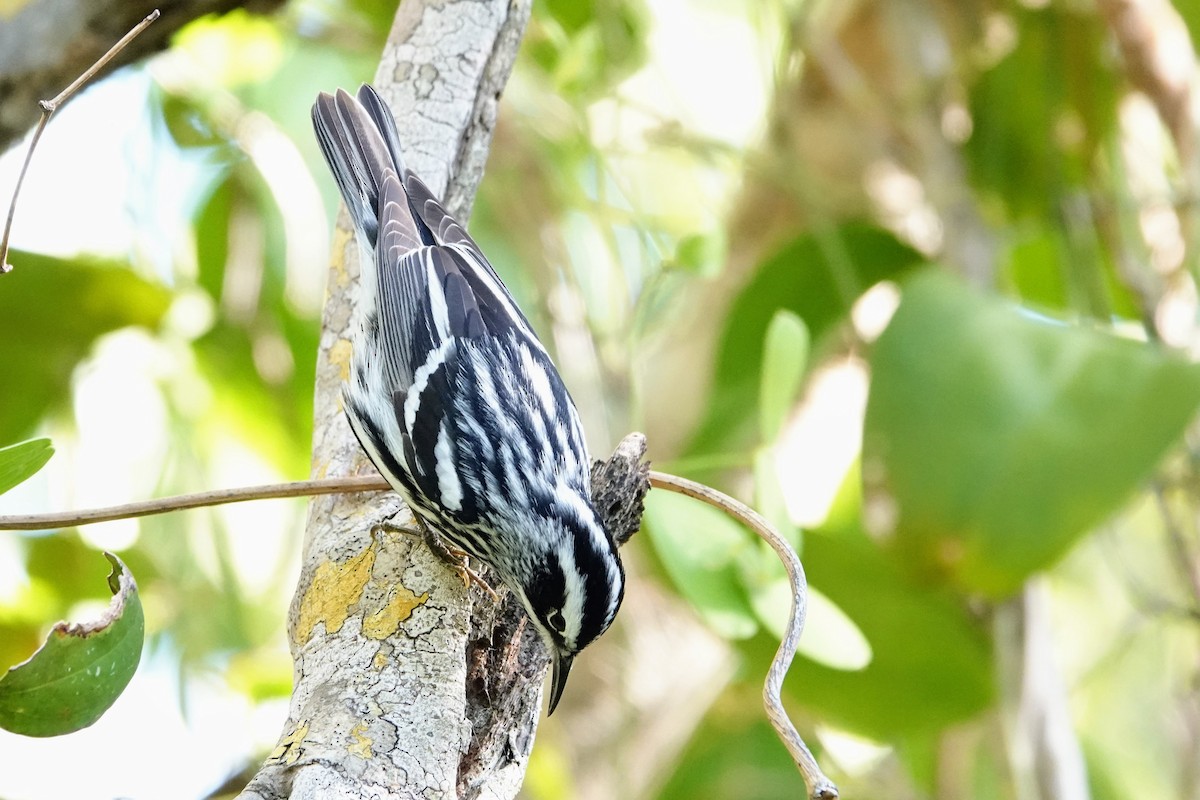 Black-and-white Warbler - ML619183277