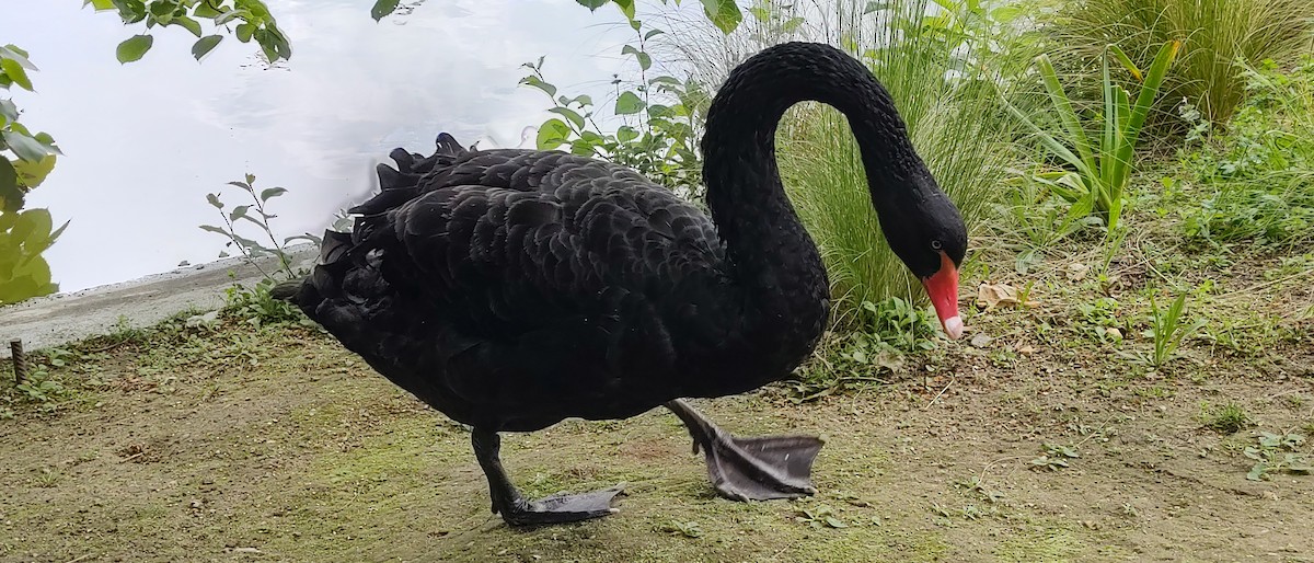 Black Swan - ML619183279