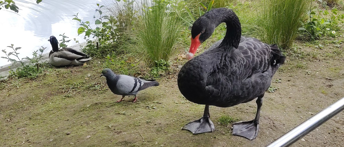 Black Swan - ML619183280