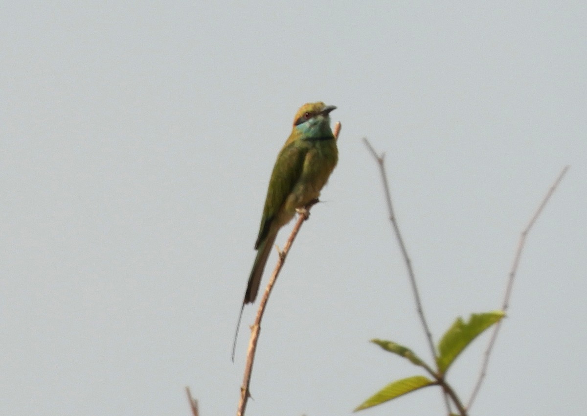 Asian Green Bee-eater - ML619183283