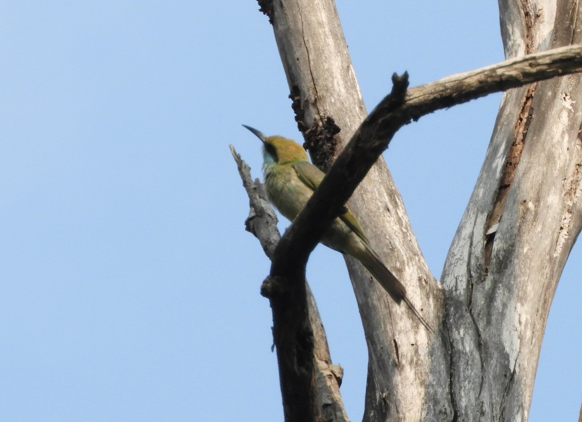 Asian Green Bee-eater - ML619183284