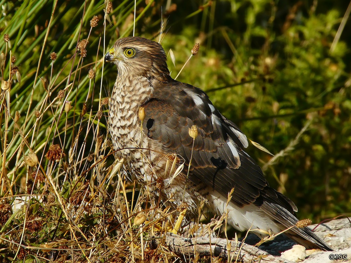 Eurasian Sparrowhawk - ML619183289