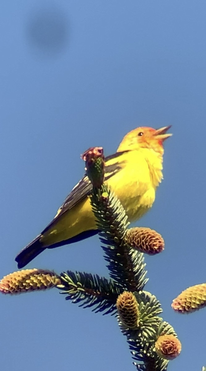 Western Tanager - ML619183296