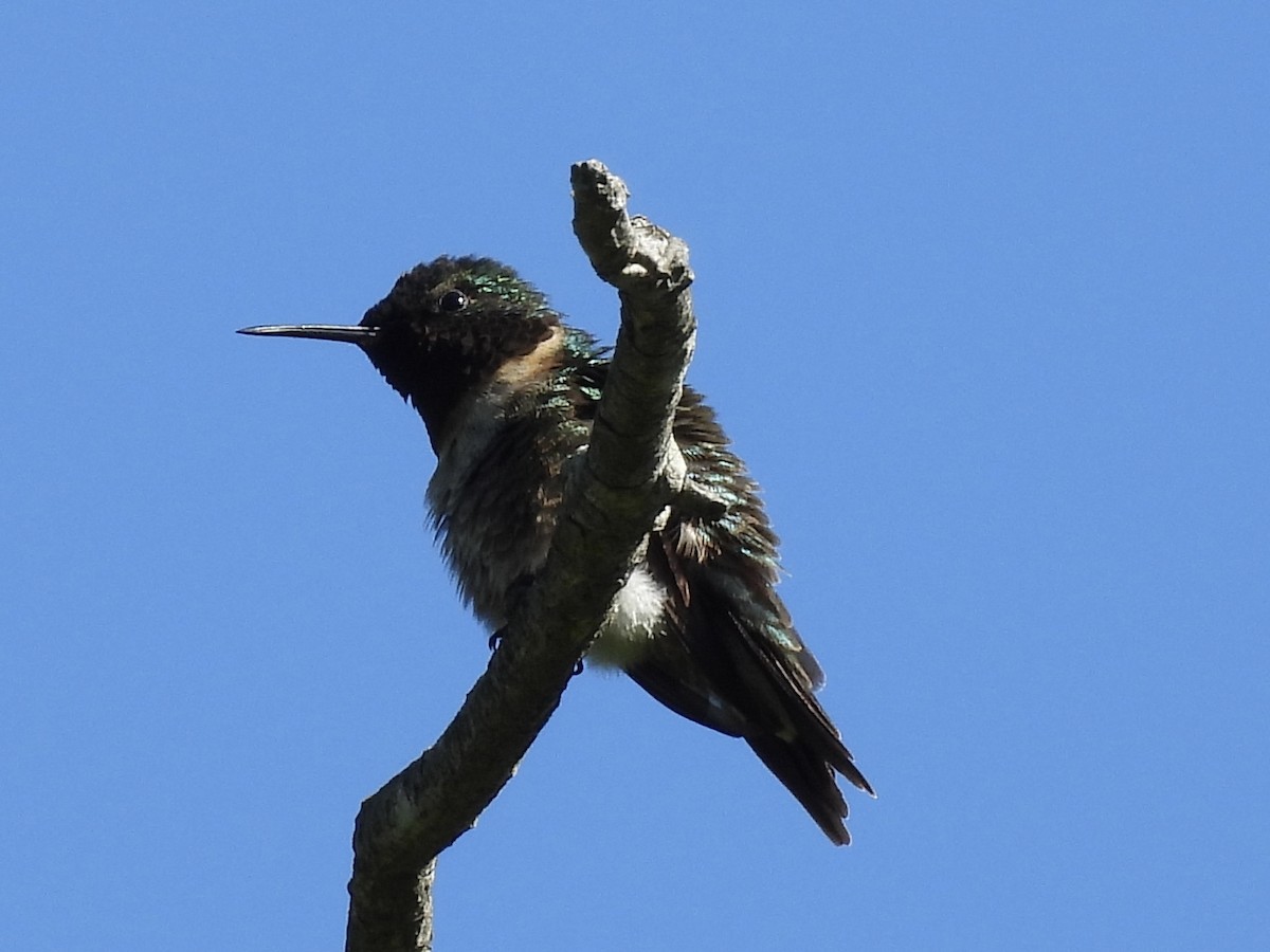 Ruby-throated Hummingbird - ML619183297