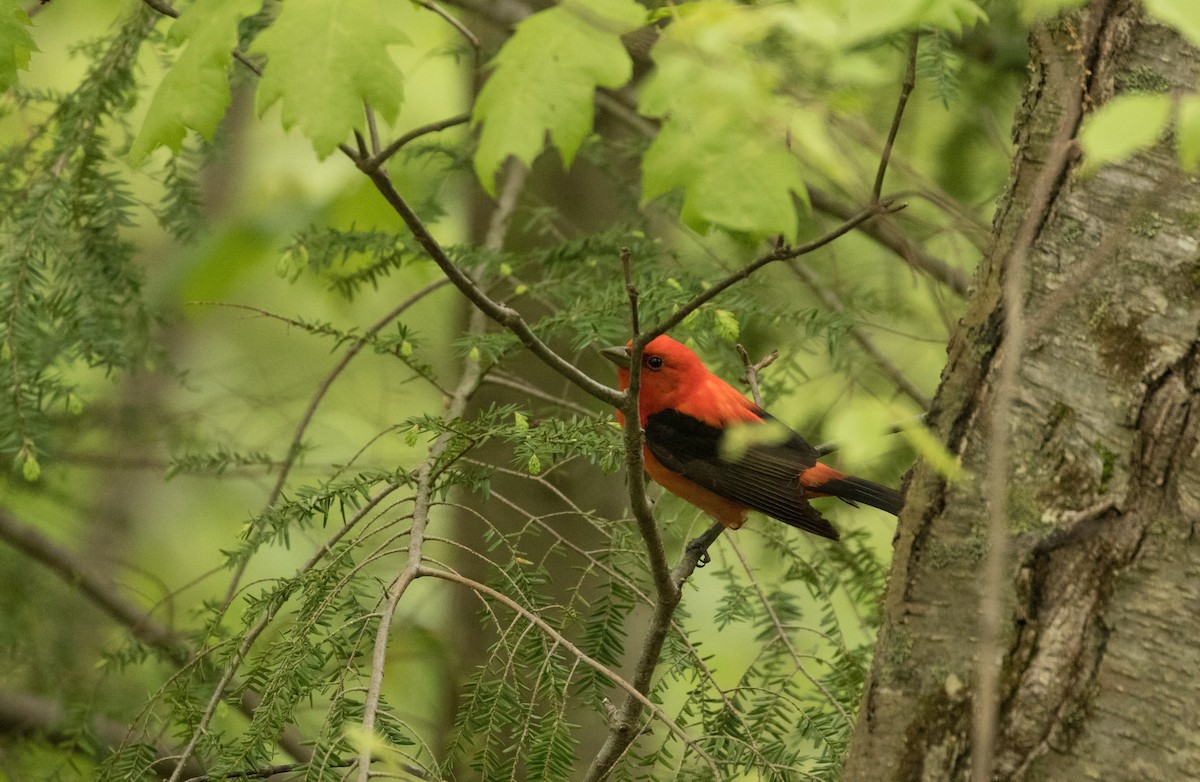 Scarlet Tanager - ML619183313
