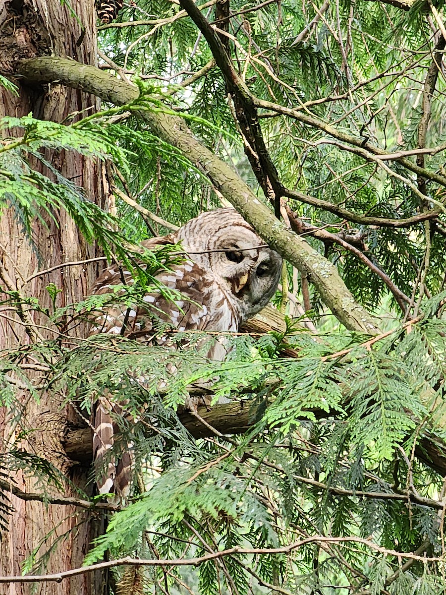 Barred Owl - ML619183320