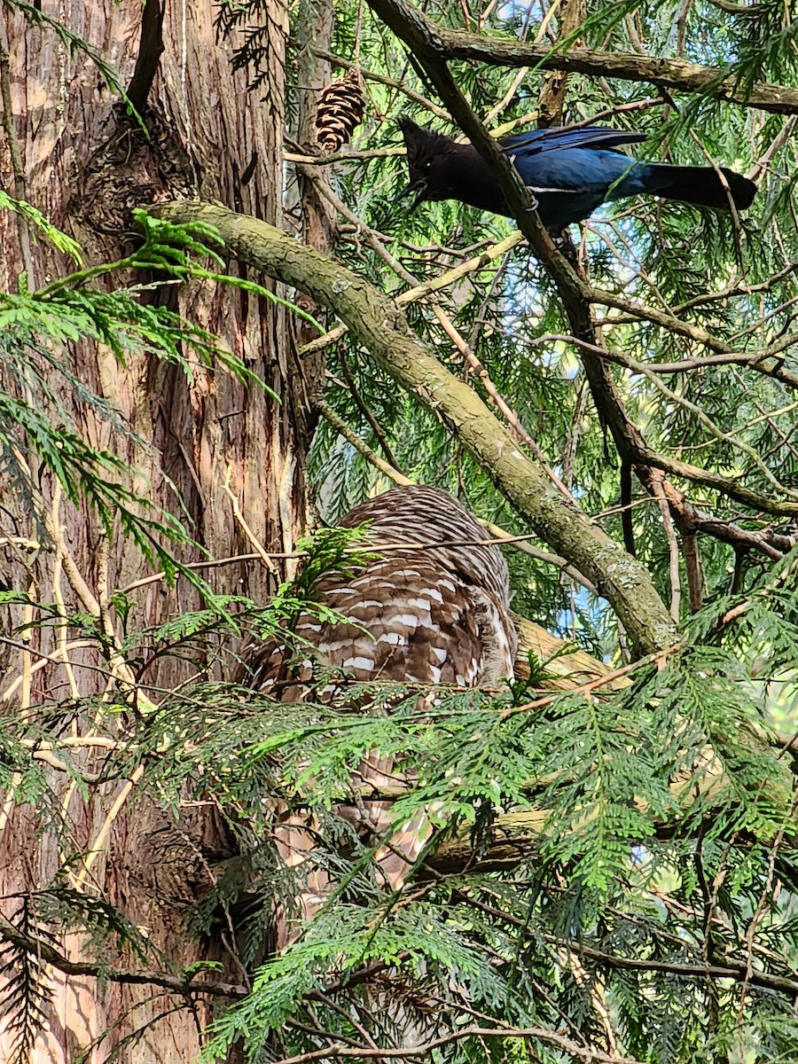 Barred Owl - ML619183321