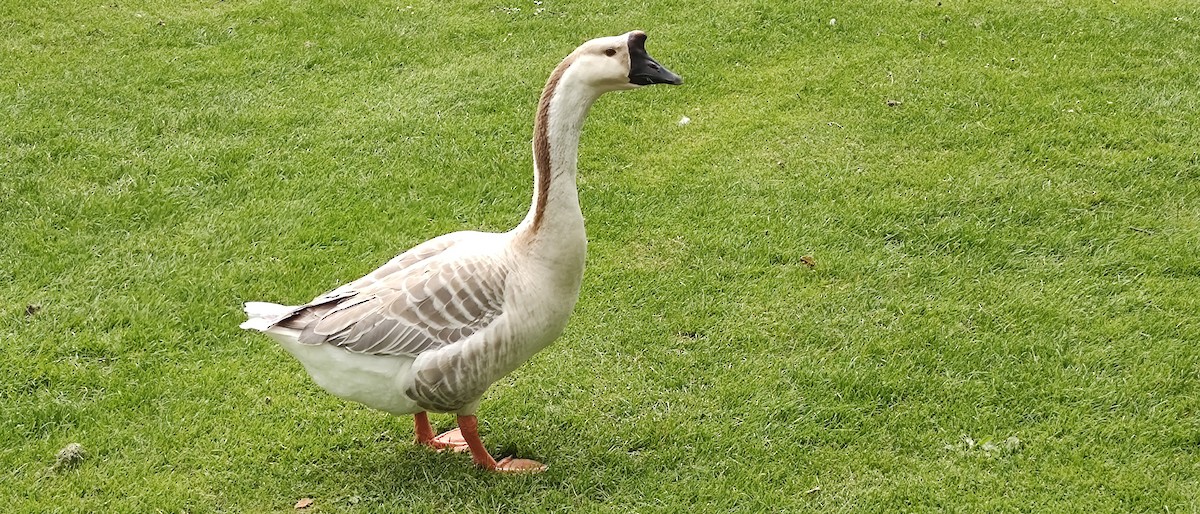 Swan Goose - ML619183331