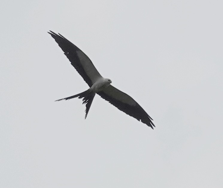 Swallow-tailed Kite - ML619183338