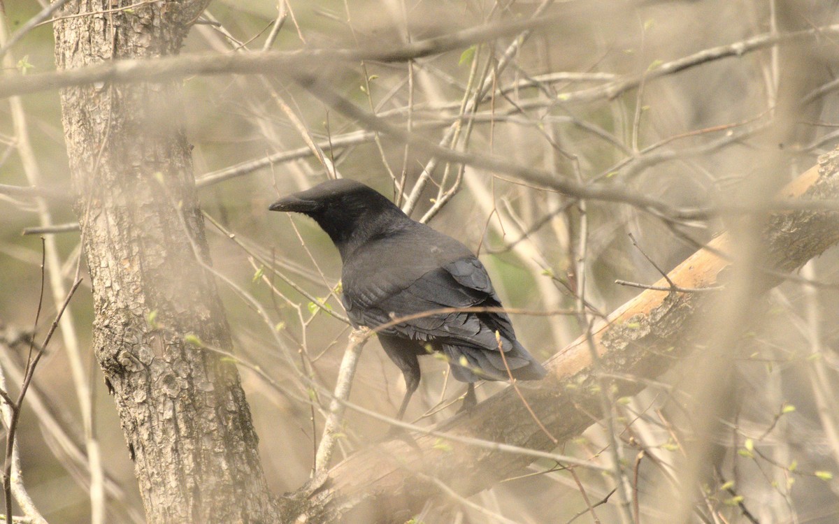 American Crow - ML619183339