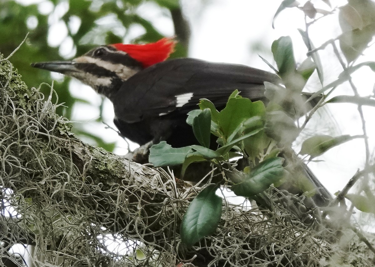 Pileated Woodpecker - ML619183349