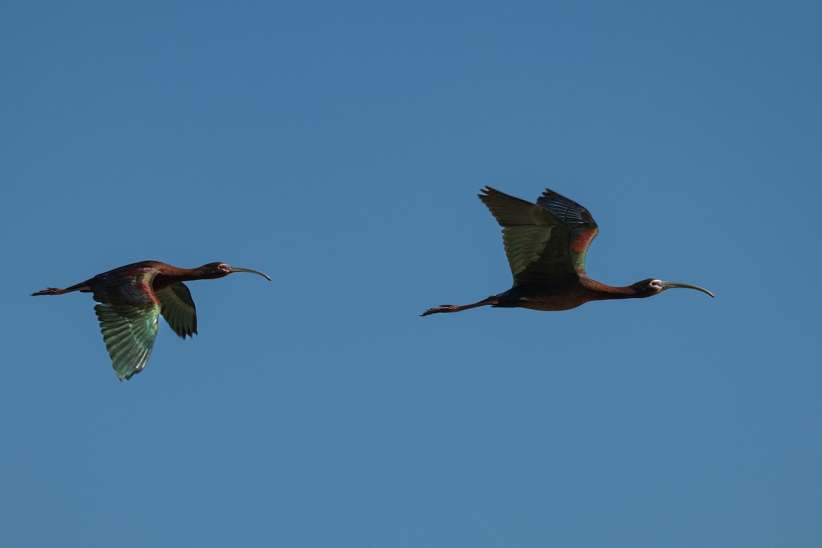 ibis americký - ML619183395