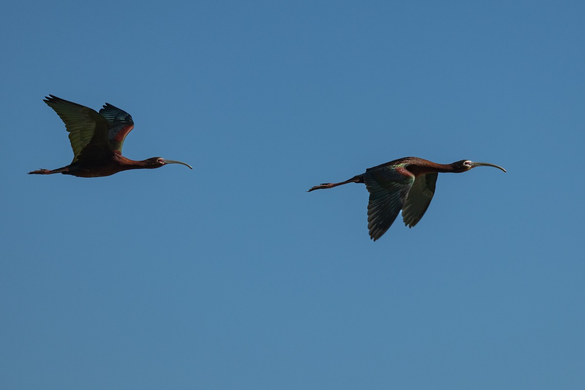 ibis americký - ML619183396