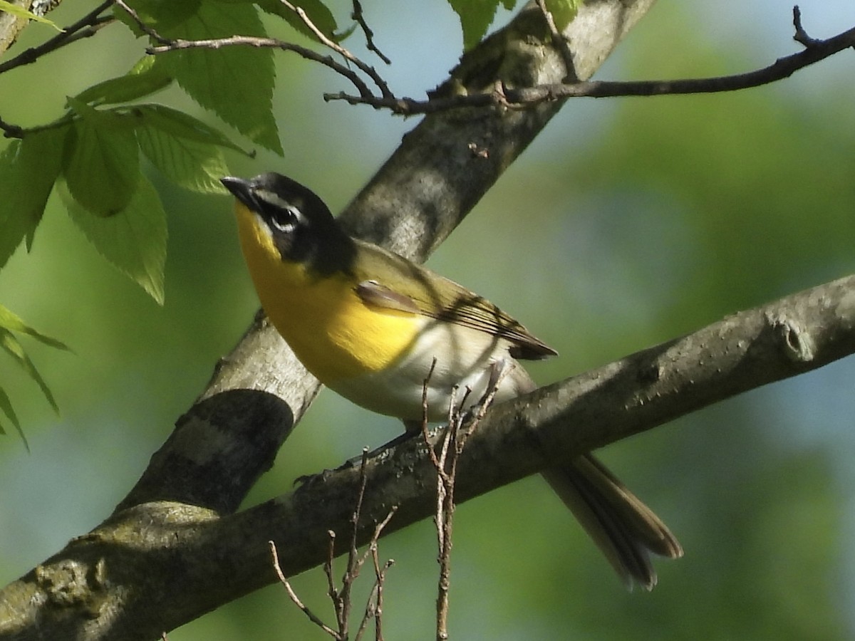 Yellow-breasted Chat - ML619183410