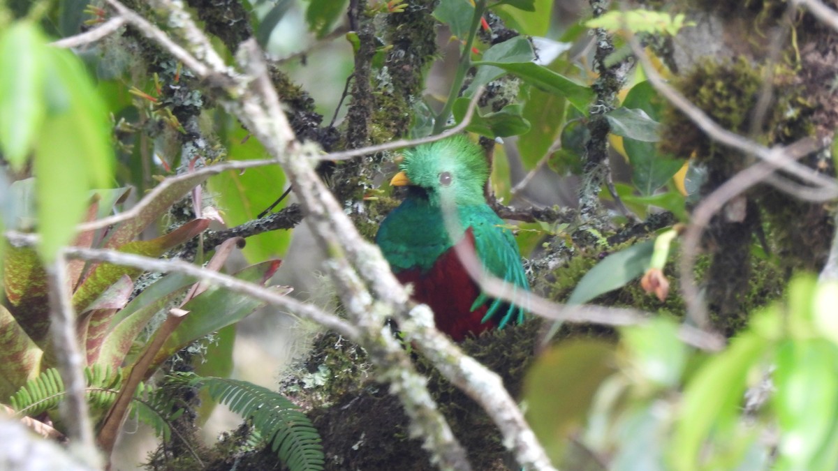 Quetzal Guatemalteco - ML619183425