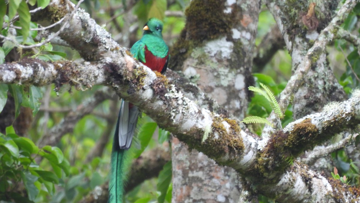 Quetzal Guatemalteco - ML619183427