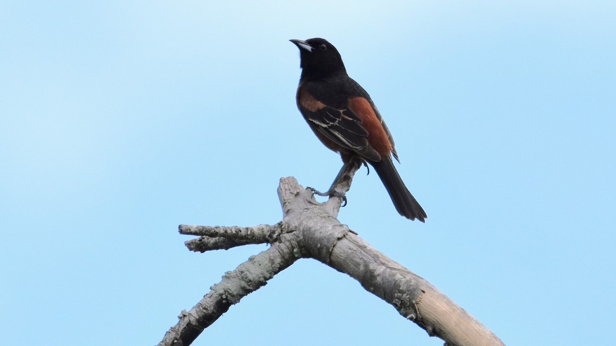 Orchard Oriole - ML619183448