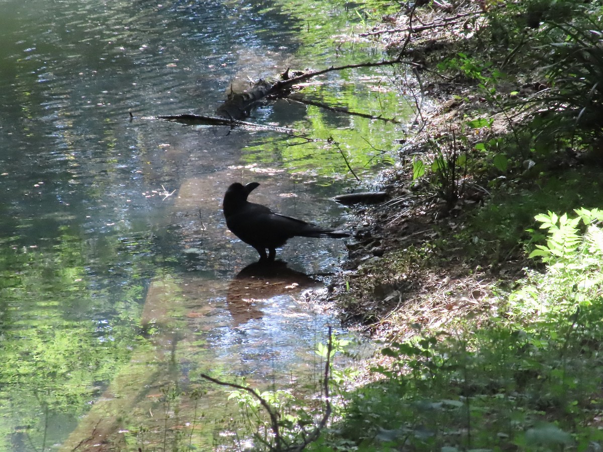 Large-billed Crow - ML619183480
