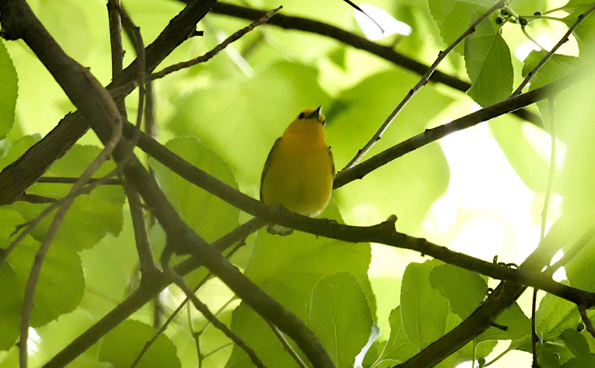 Prothonotary Warbler - ML619183487
