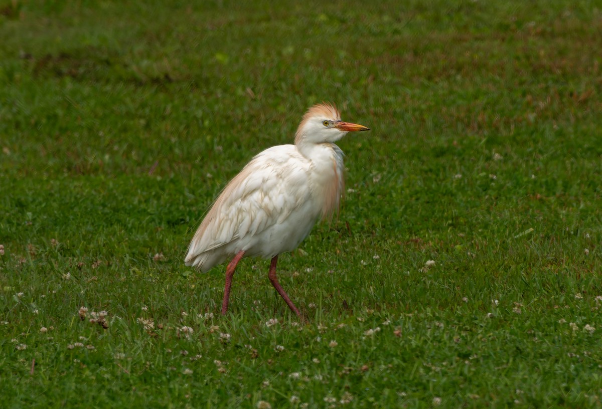 Египетская цапля (ibis) - ML619183489
