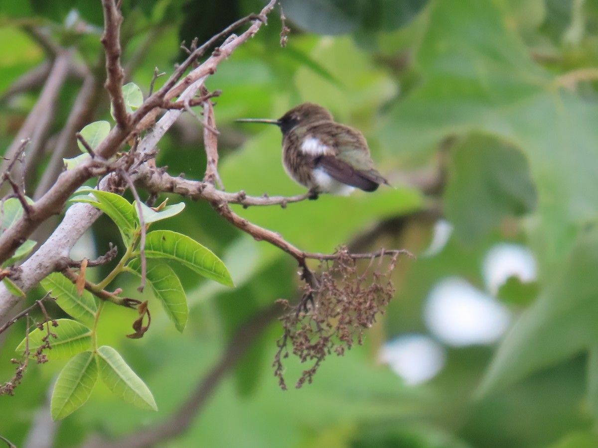 Black-chinned Hummingbird - ML619183490