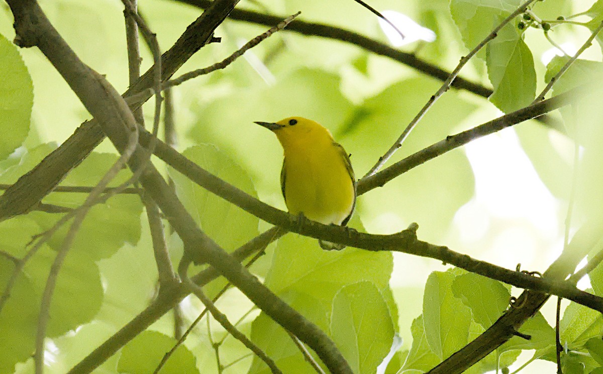 Prothonotary Warbler - ML619183492
