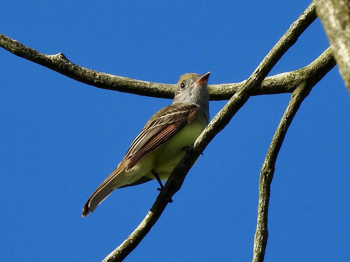 Great Crested Flycatcher - ML619183496