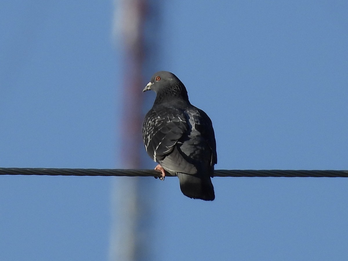 Rock Pigeon (Feral Pigeon) - ML619183521