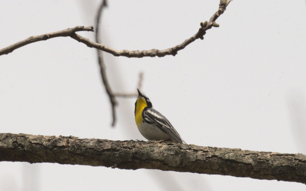 Yellow-throated Warbler - ML619183533