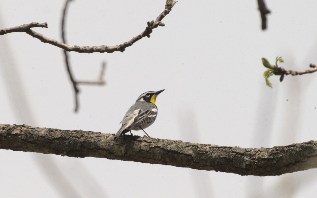 Yellow-throated Warbler - ML619183534