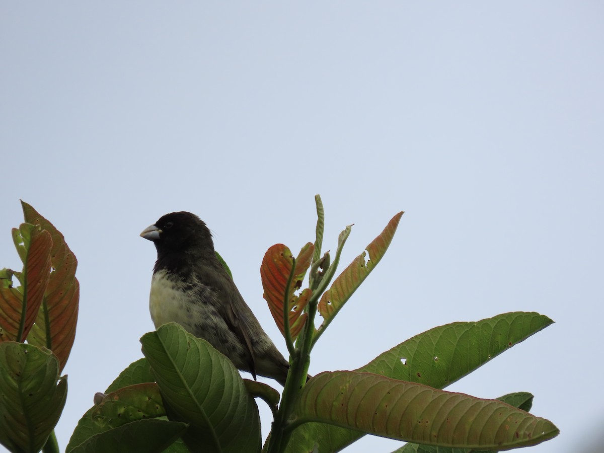 Yellow-bellied Seedeater - ML619183601
