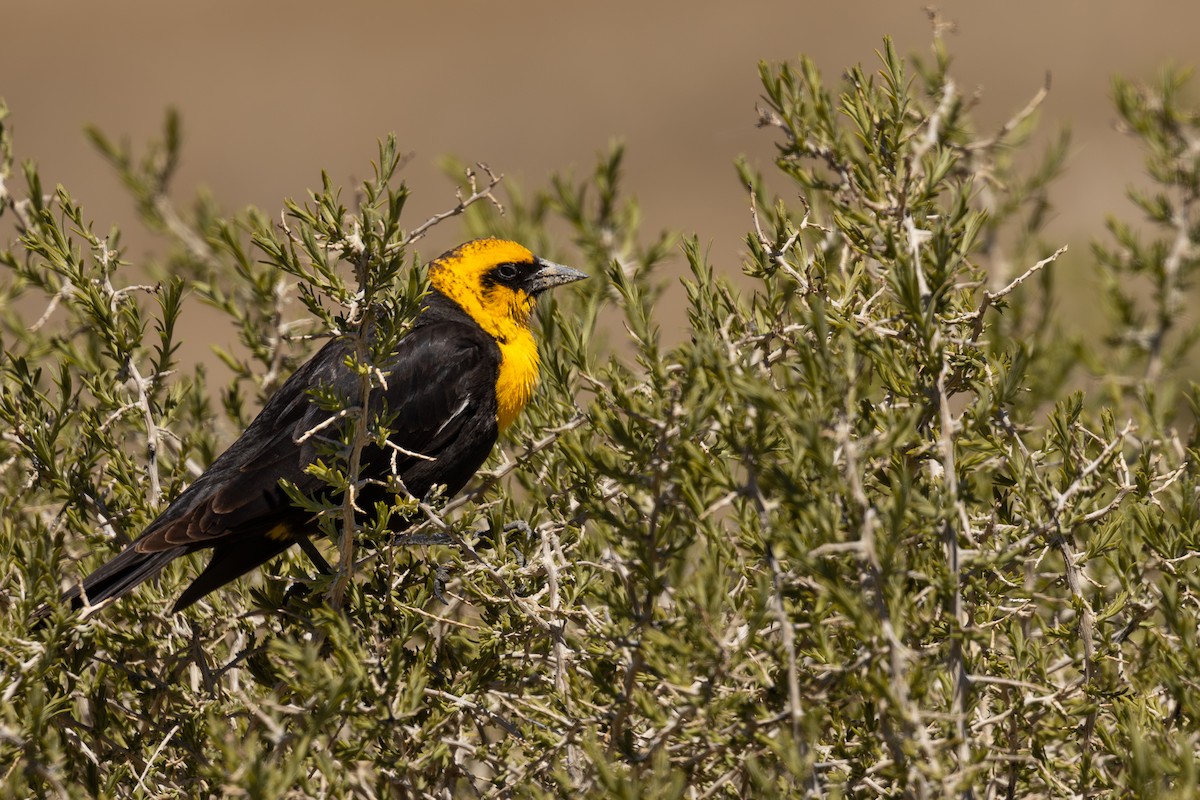 Yellow-headed Blackbird - ML619183607