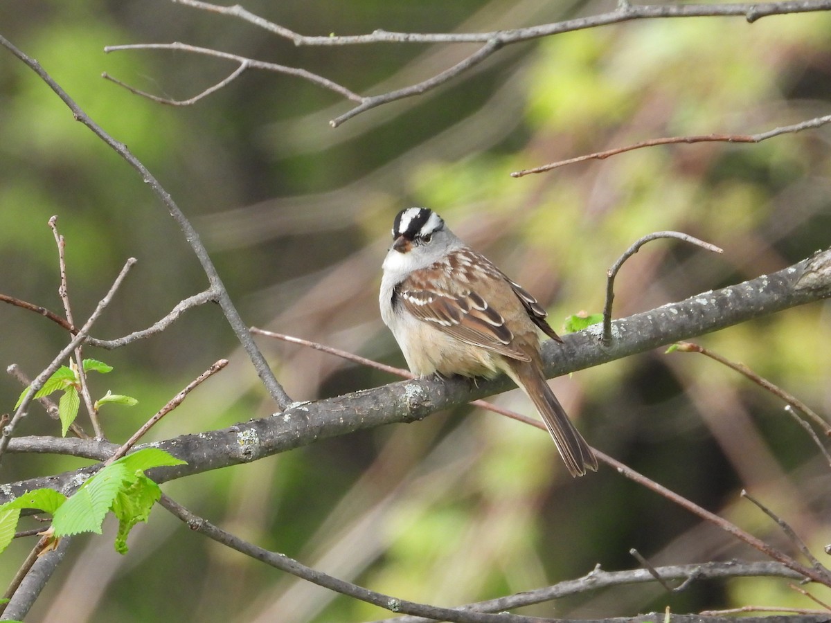 White-crowned Sparrow - ML619183617