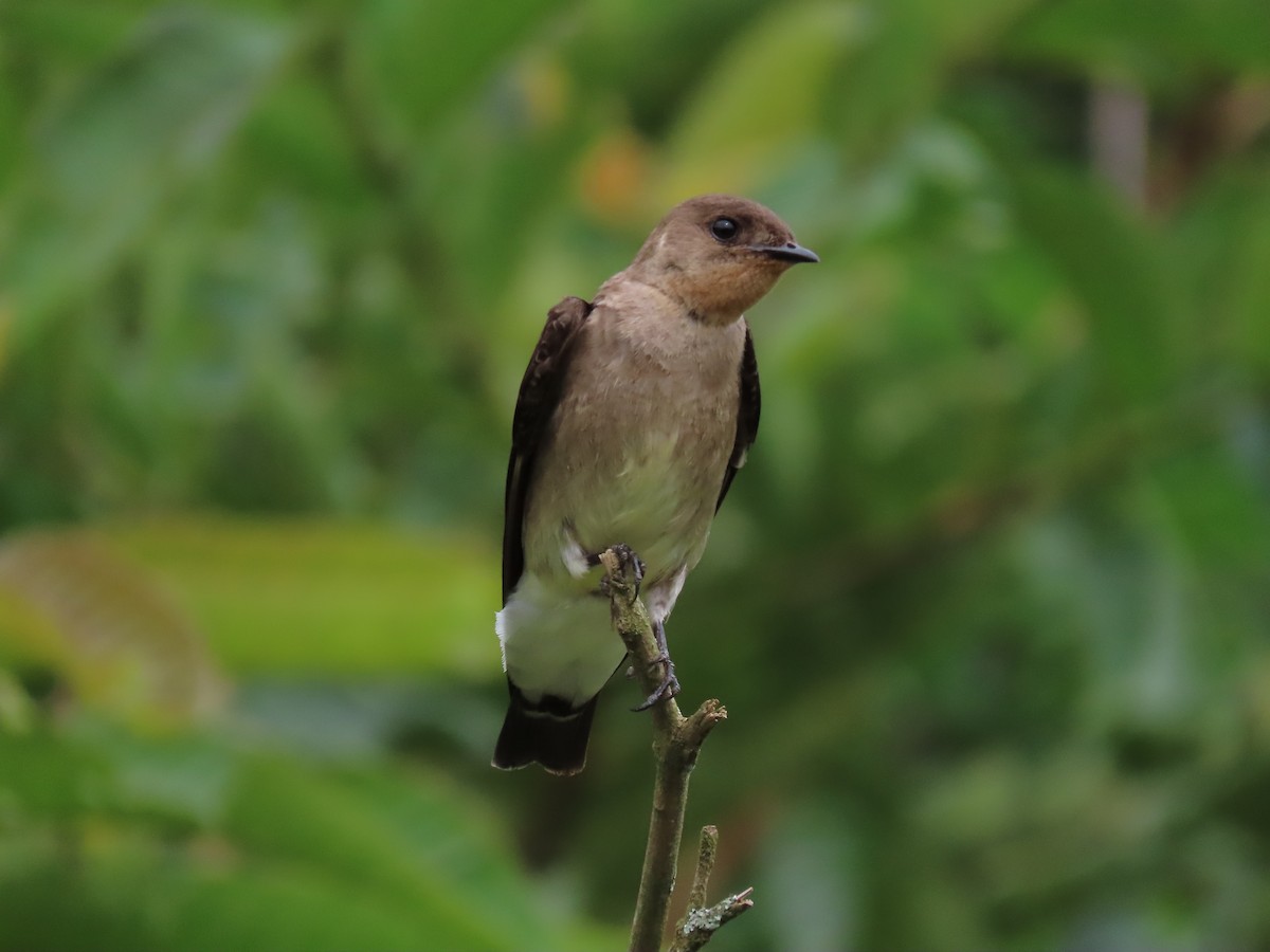 Southern Rough-winged Swallow - ML619183638