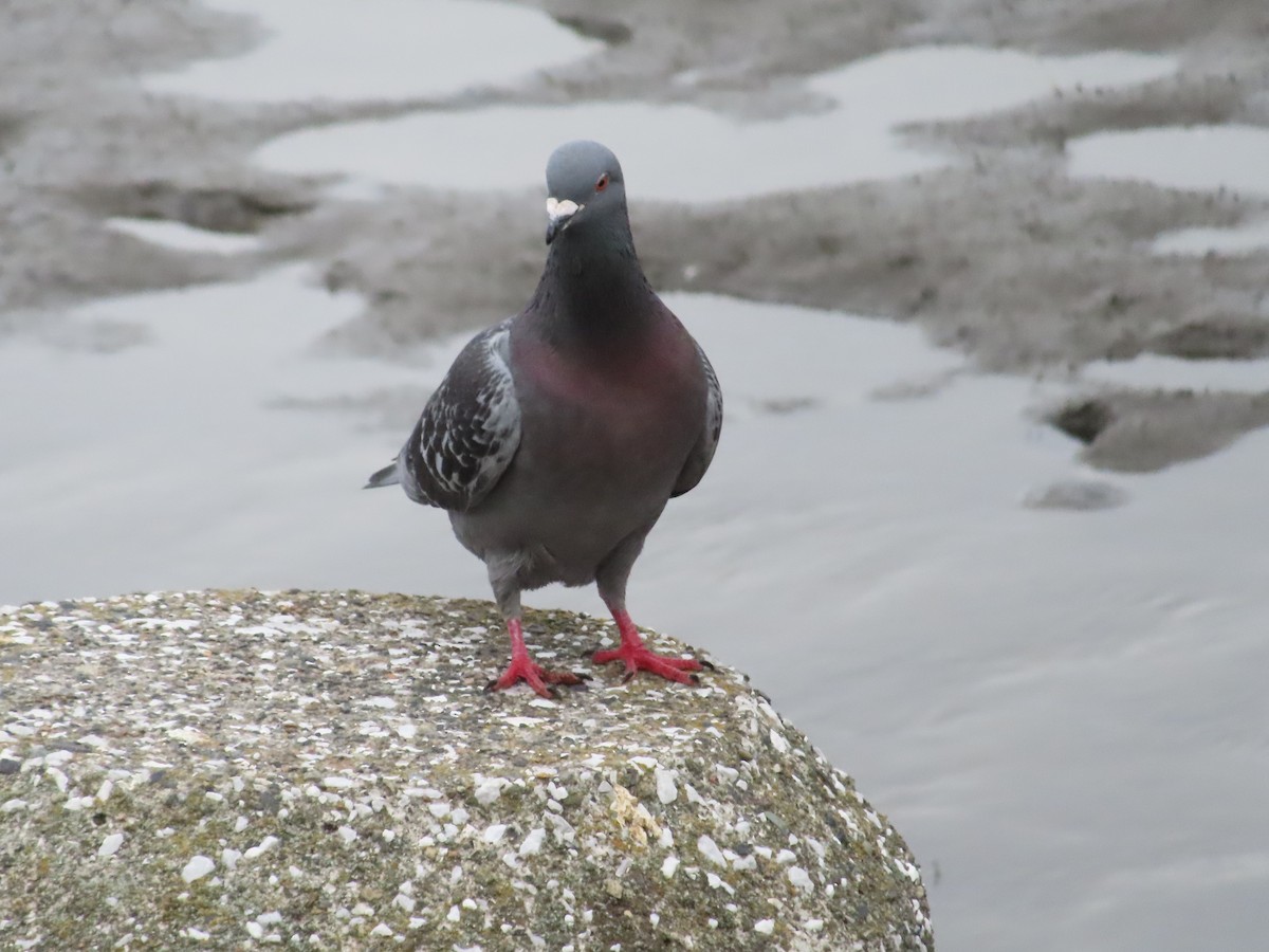 Rock Pigeon (Feral Pigeon) - ML619183665