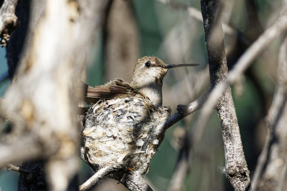 Anna's Hummingbird - ML619183667