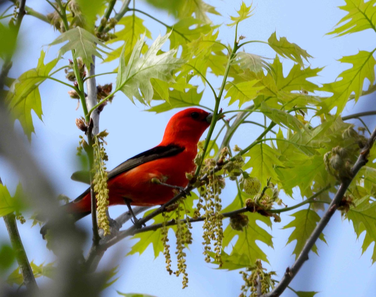 Scarlet Tanager - ML619183672