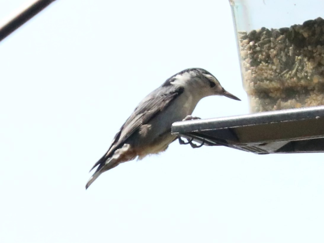 White-breasted Nuthatch - ML619183697