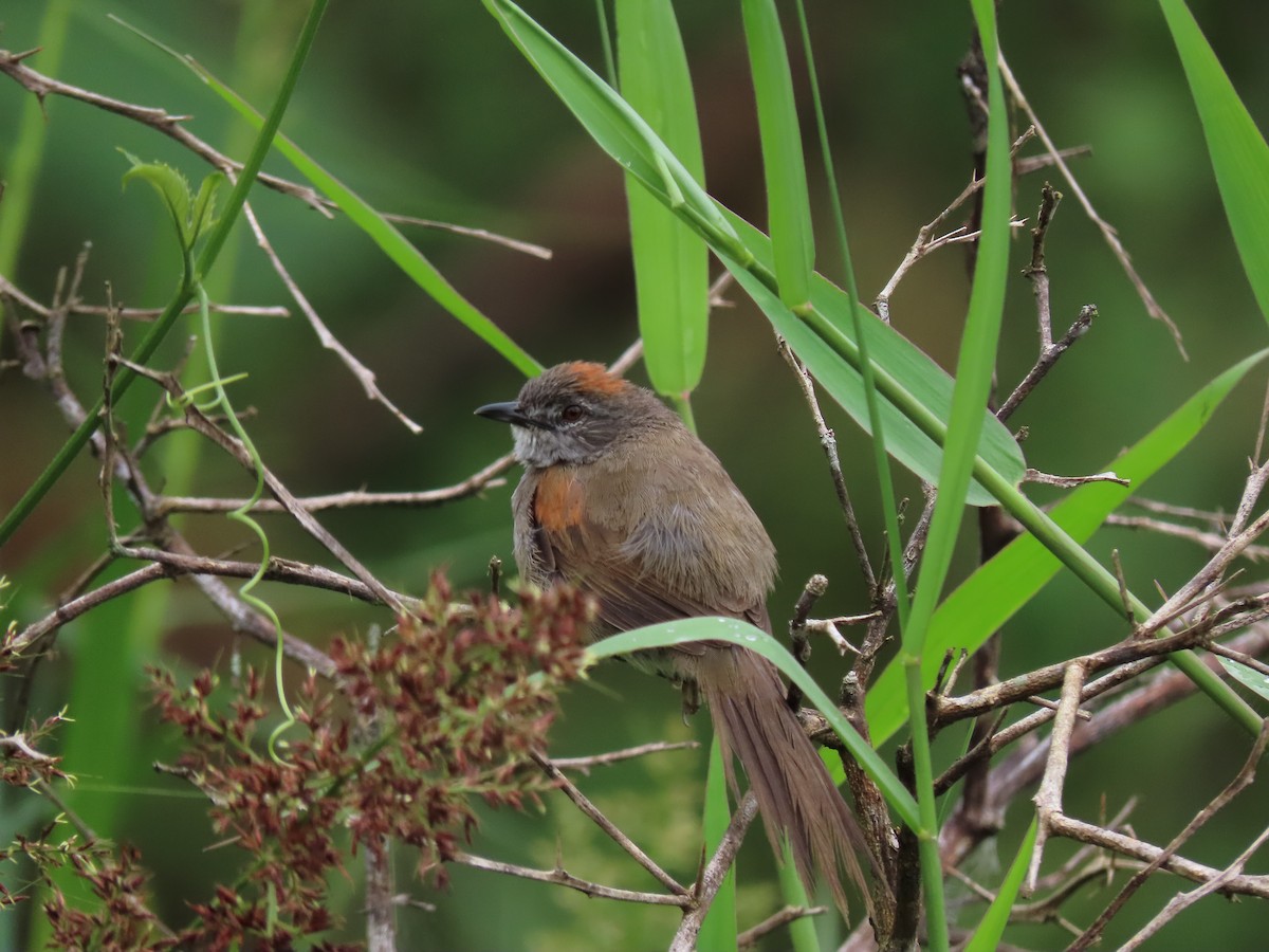 Pale-breasted Spinetail - ML619183702