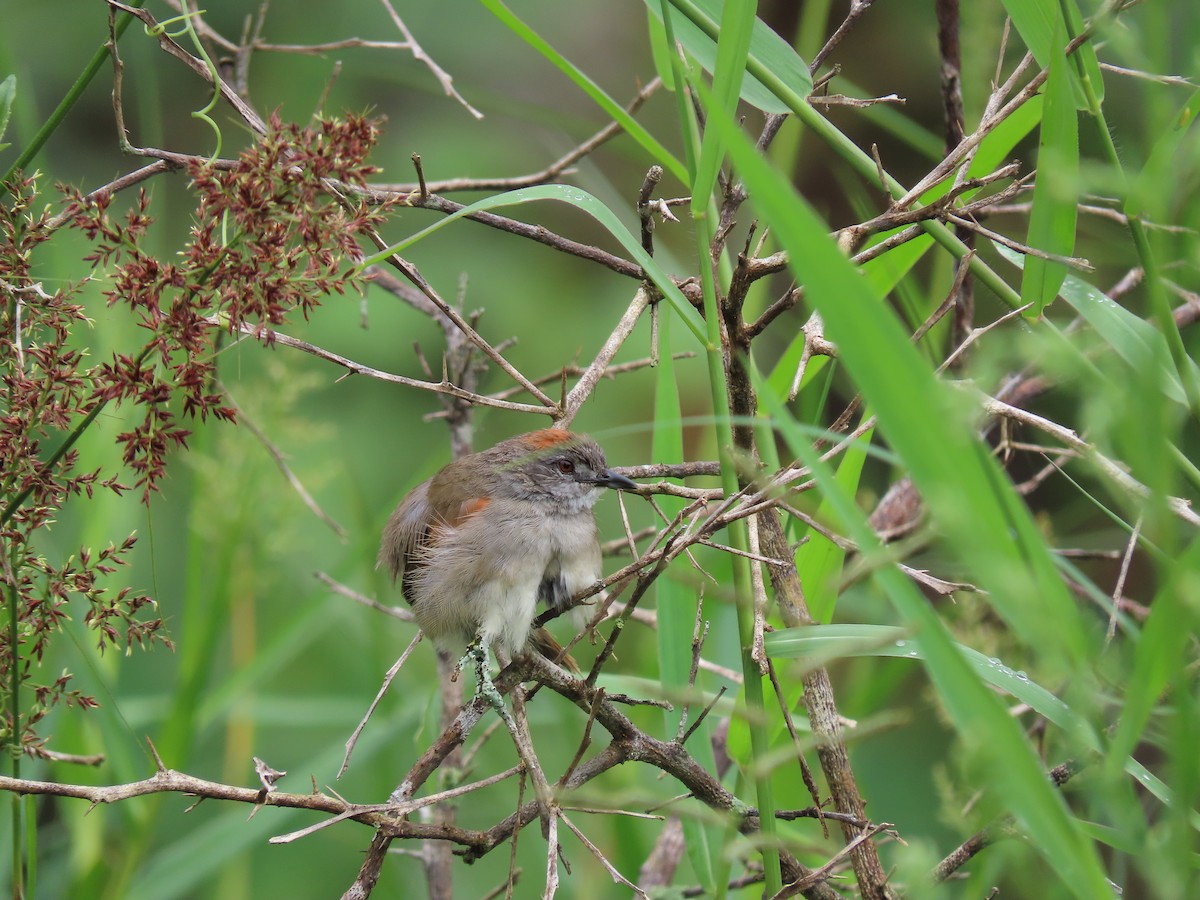 Pale-breasted Spinetail - ML619183703
