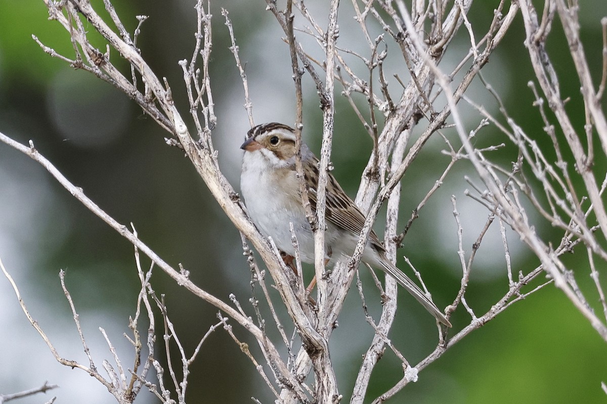 Clay-colored Sparrow - ML619183861
