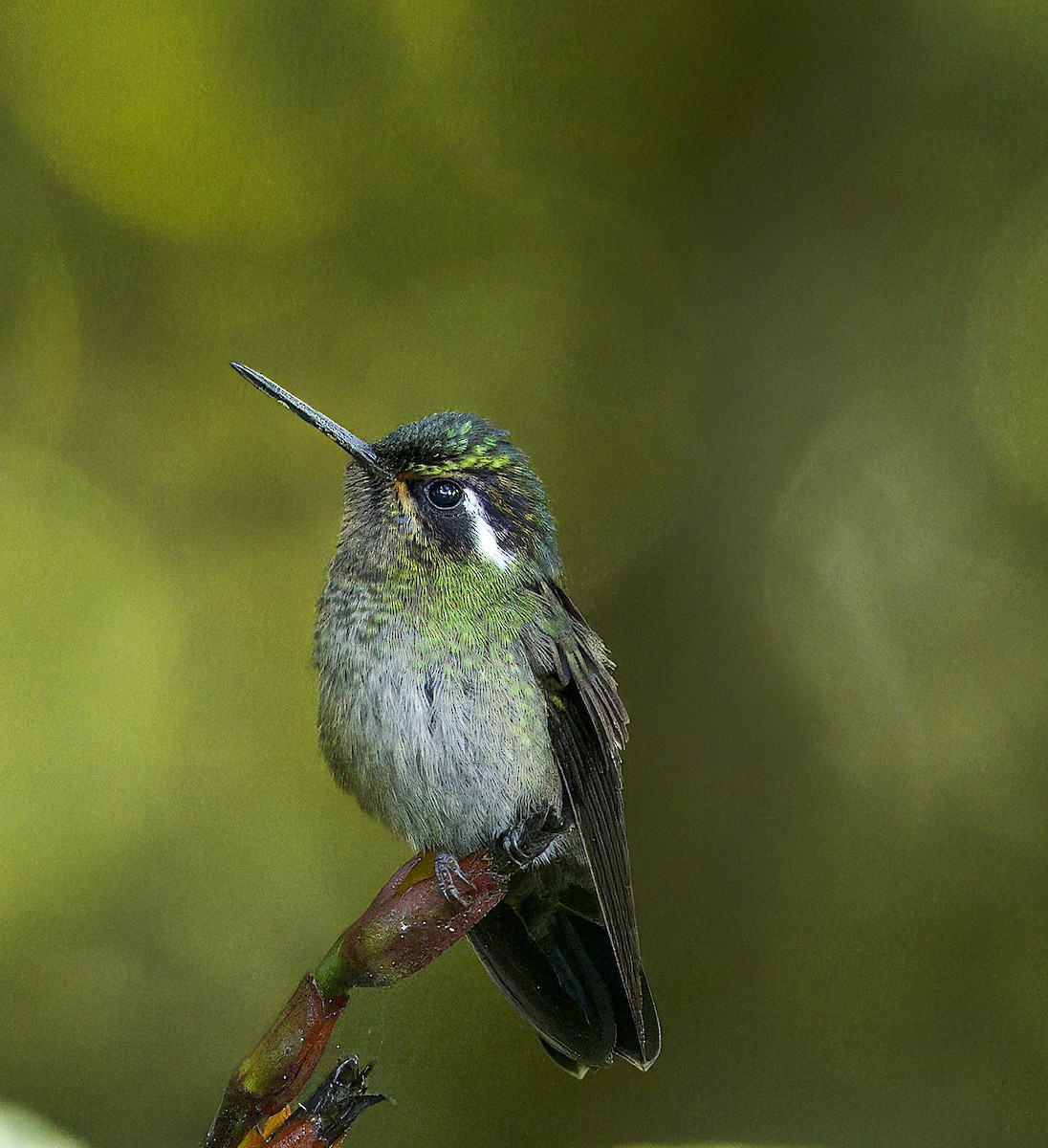 kolibřík fialovohrdlý - ML619183874