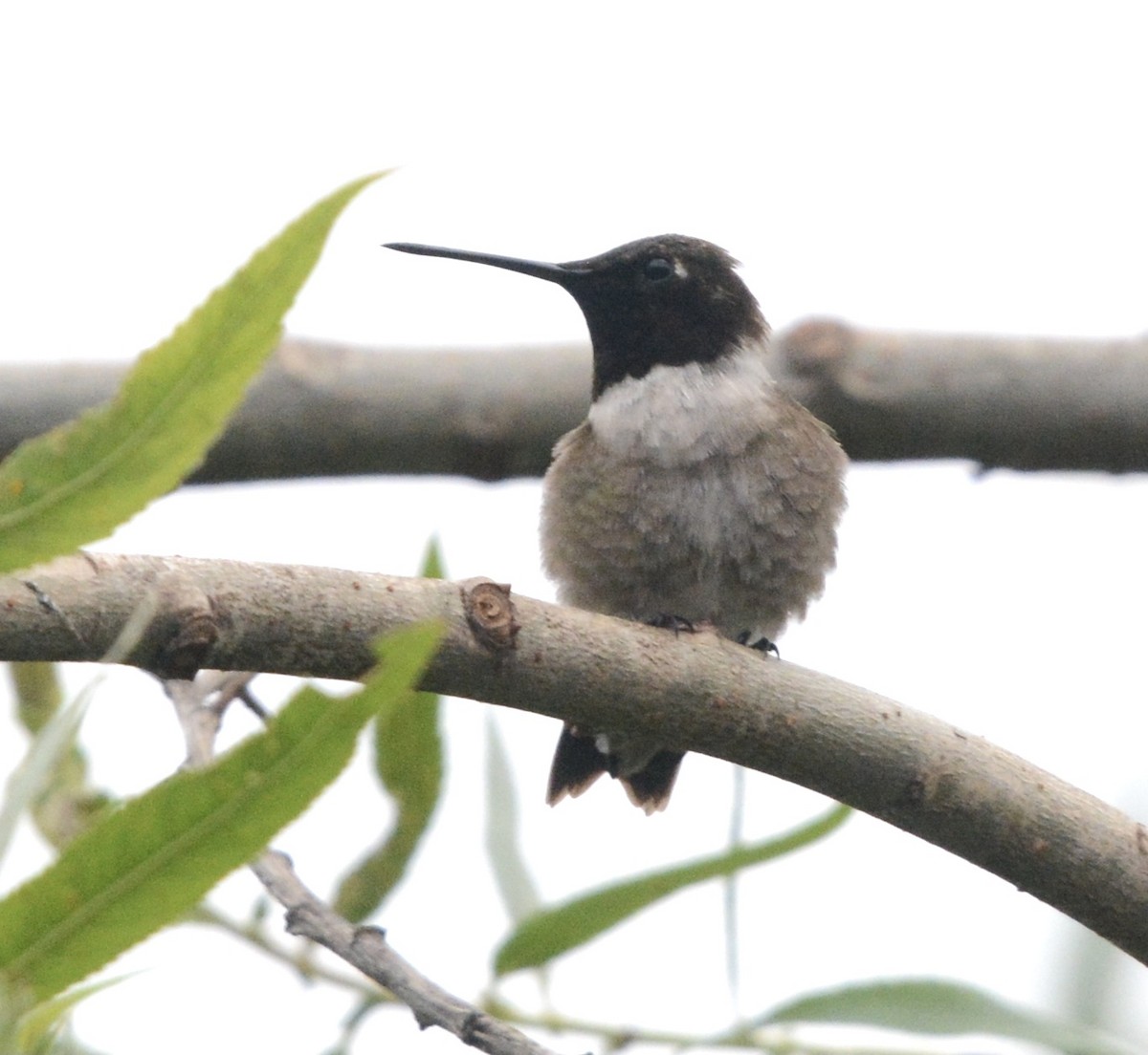 Black-chinned Hummingbird - ML619183880