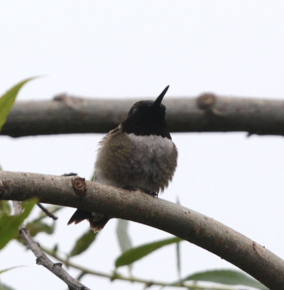 Black-chinned Hummingbird - ML619183881