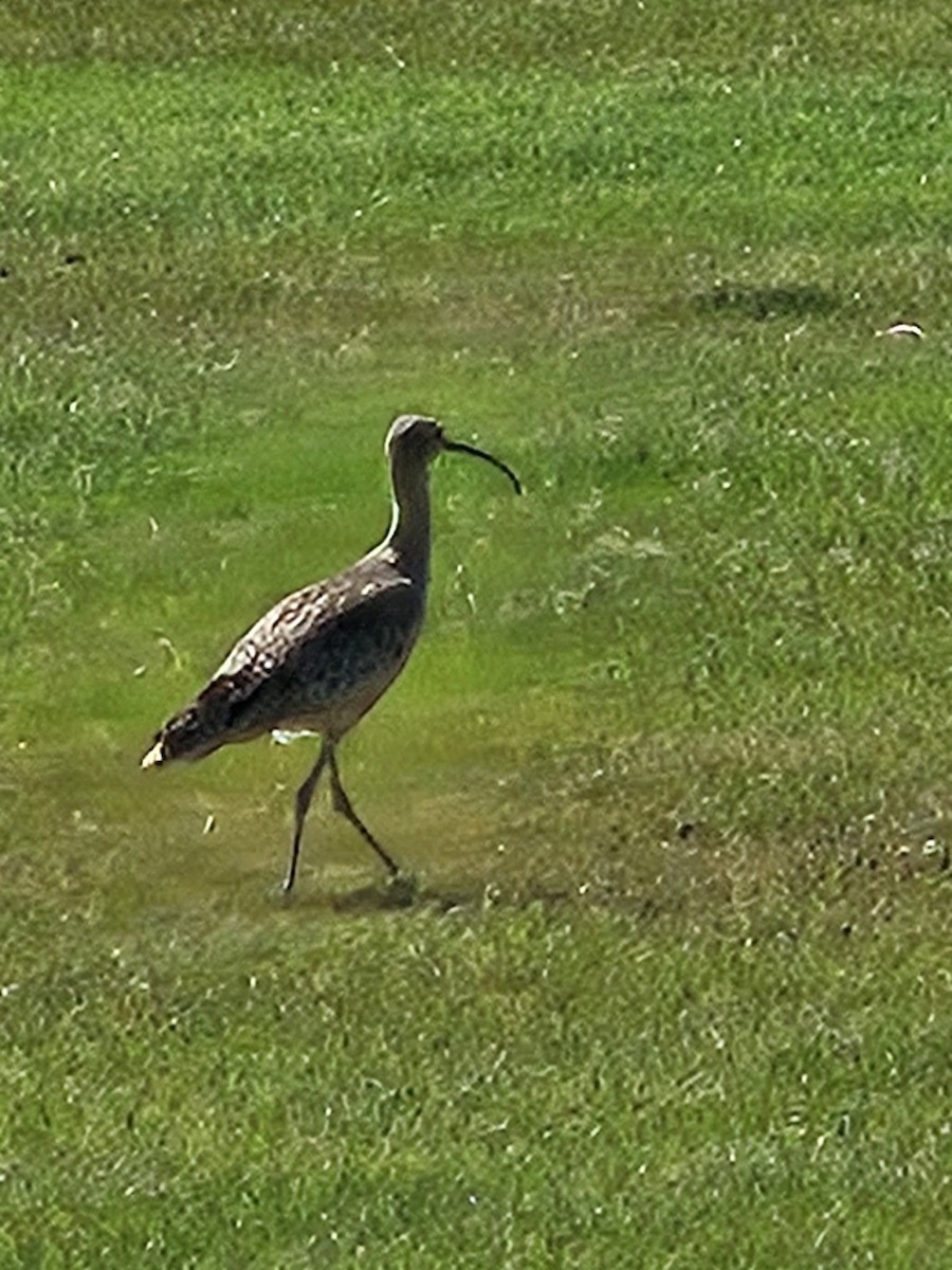 Long-billed Curlew - ML619183922