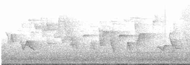 Paruline à gorge grise - ML619183935